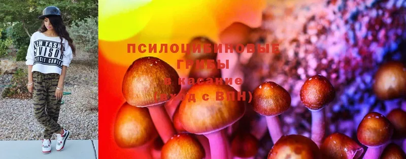 цены наркотик  Конаково  Псилоцибиновые грибы Psilocybine cubensis 